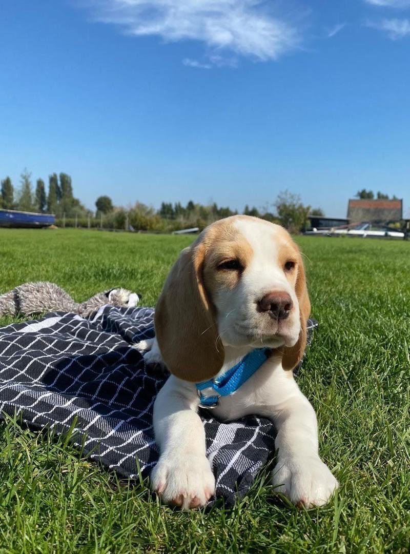 beagle puppies for sale near me