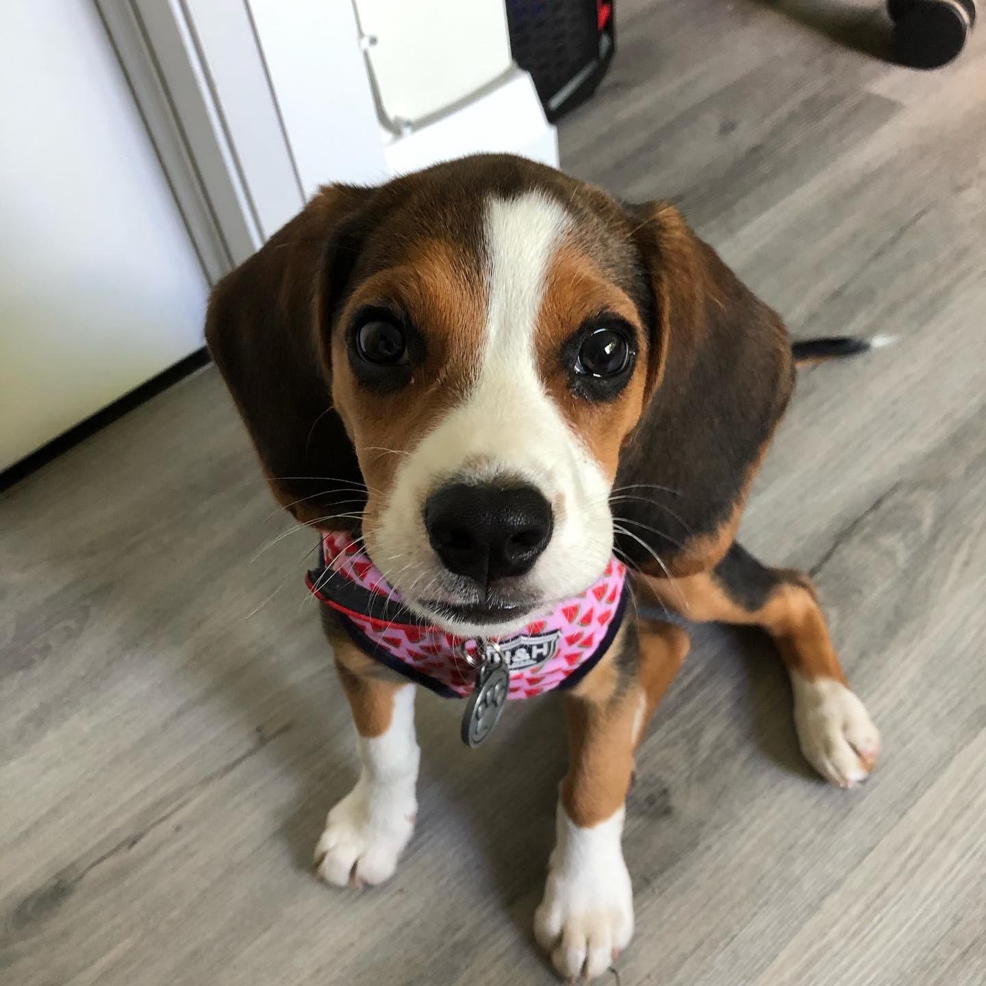 corgi beagle mix puppies