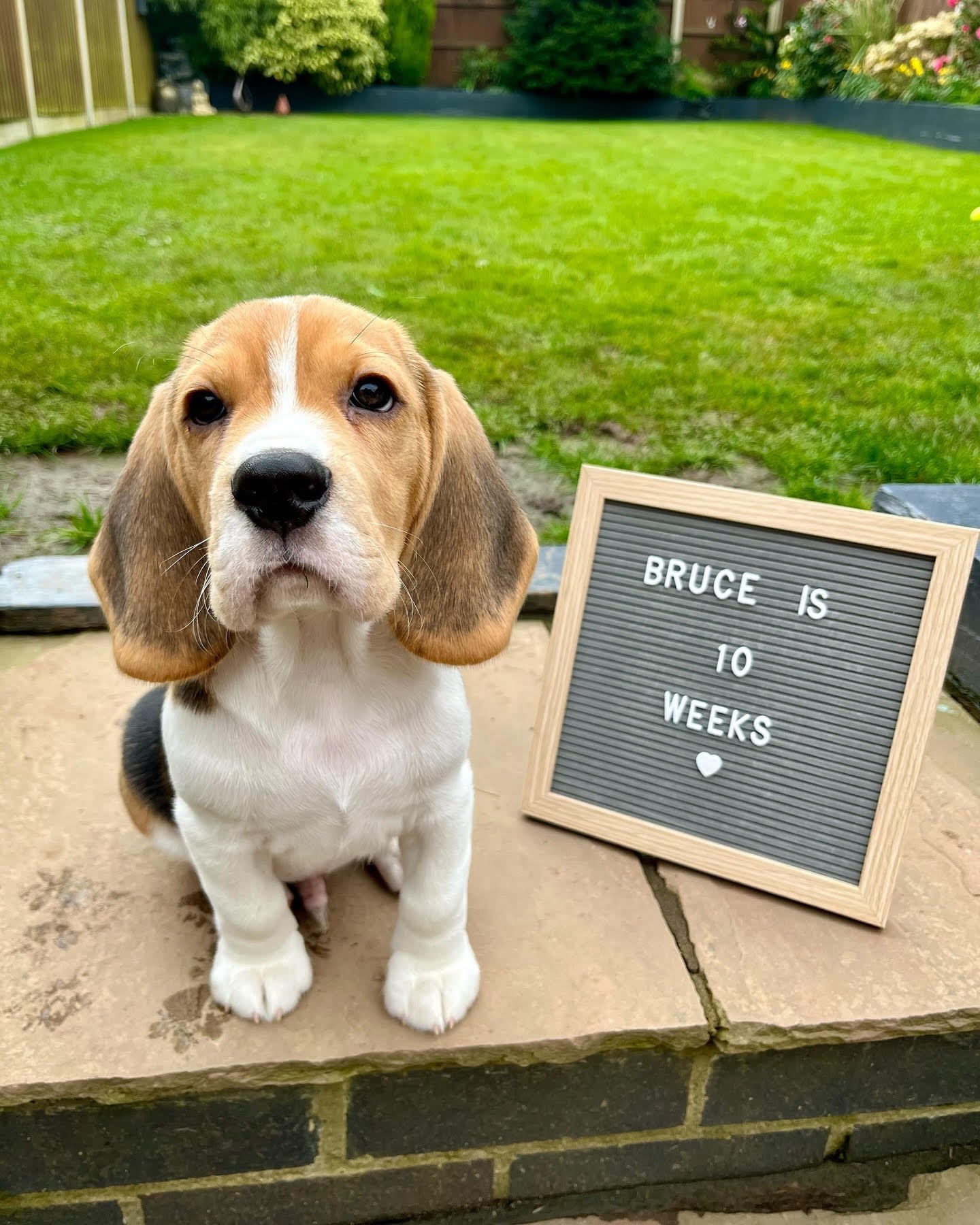 breeders for beagles