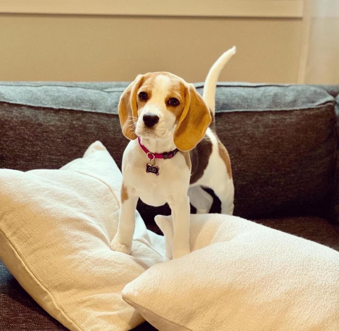 beagle dog puppy
