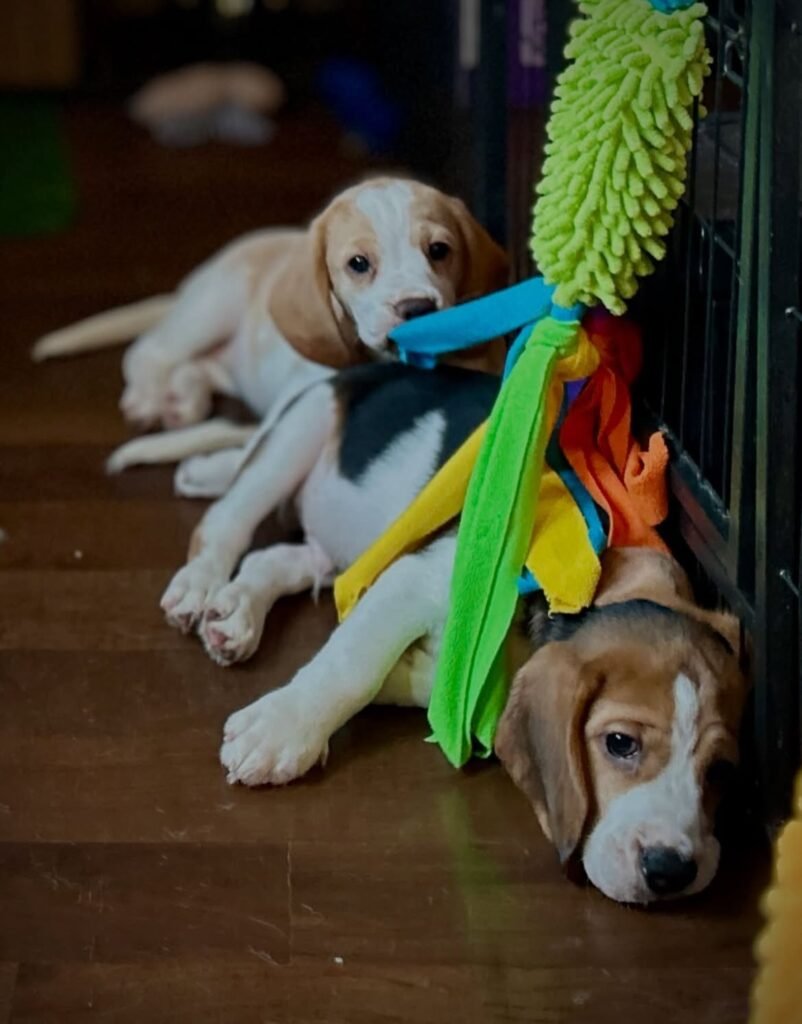 beagle for sell