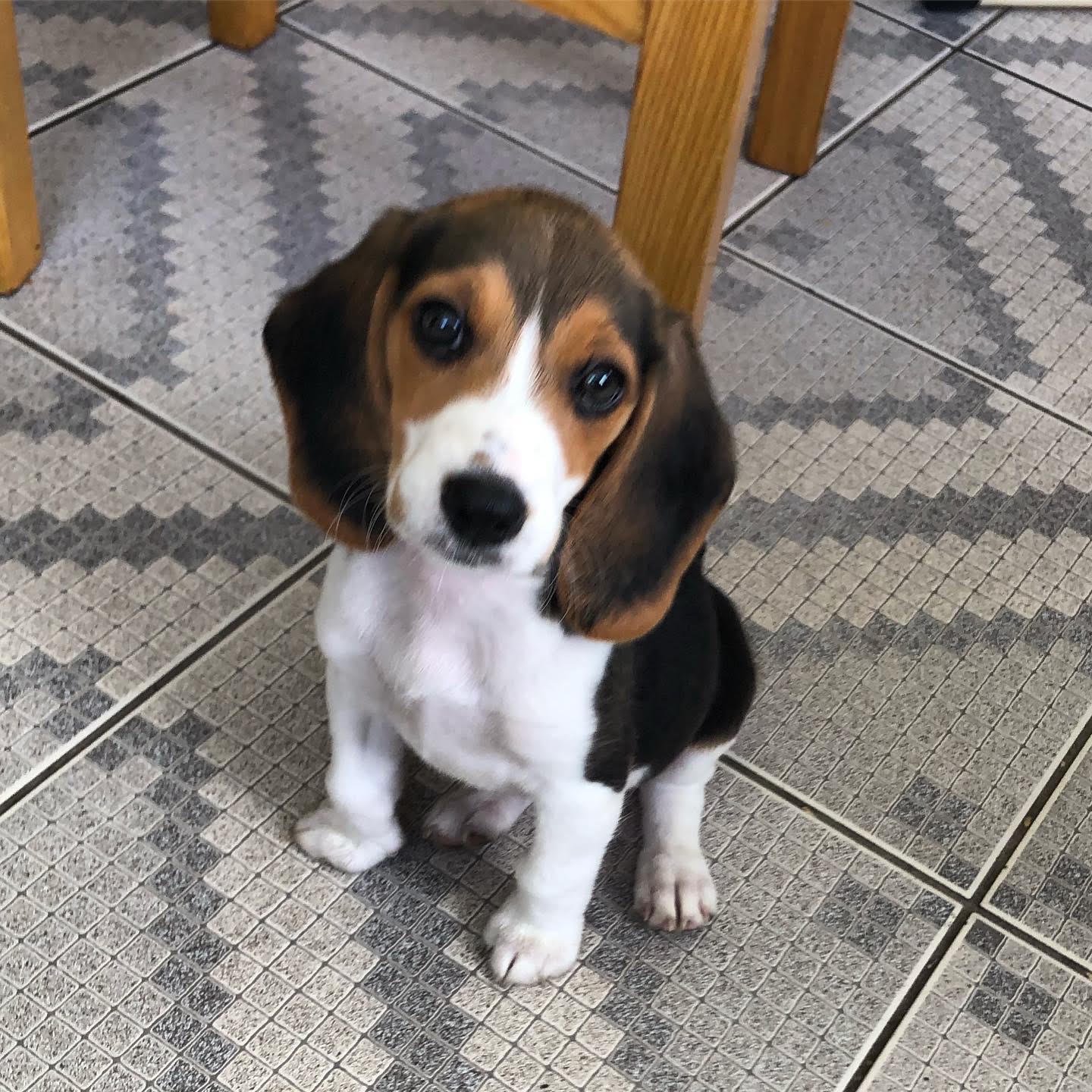 beagle puppies for adoption