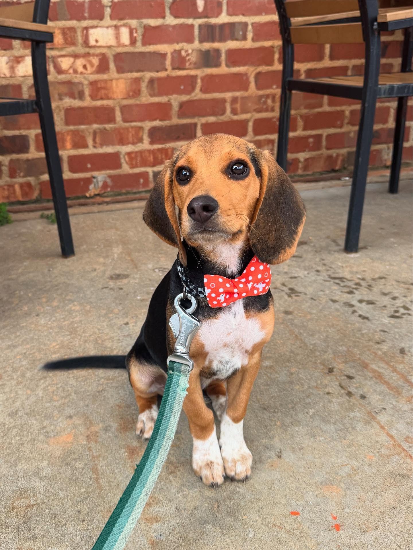 miniature beagle