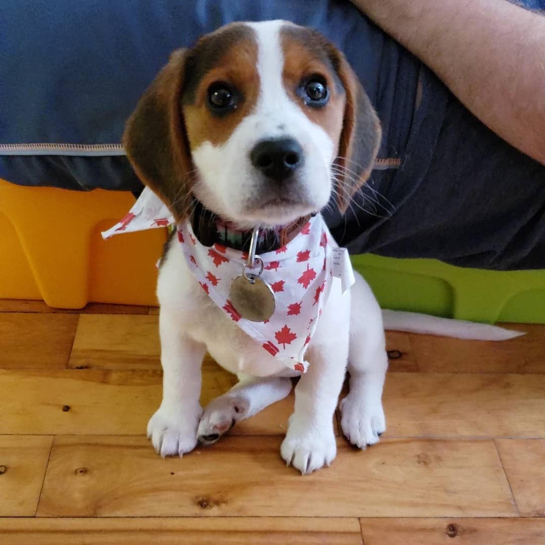 beagle puppies near me
