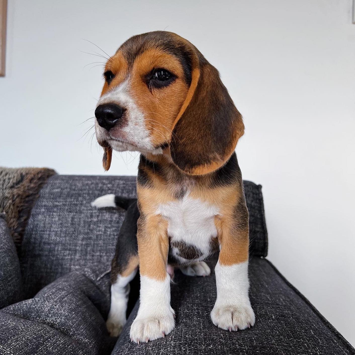 black and white beagle