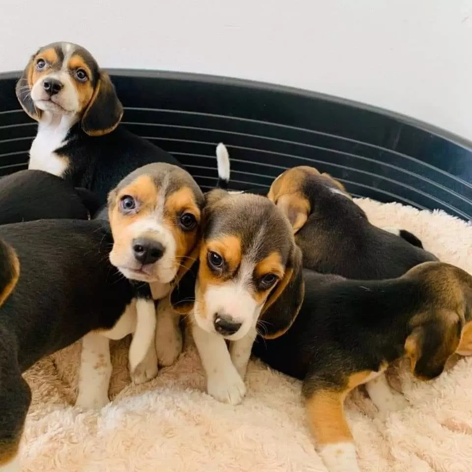 beagle beagle puppy