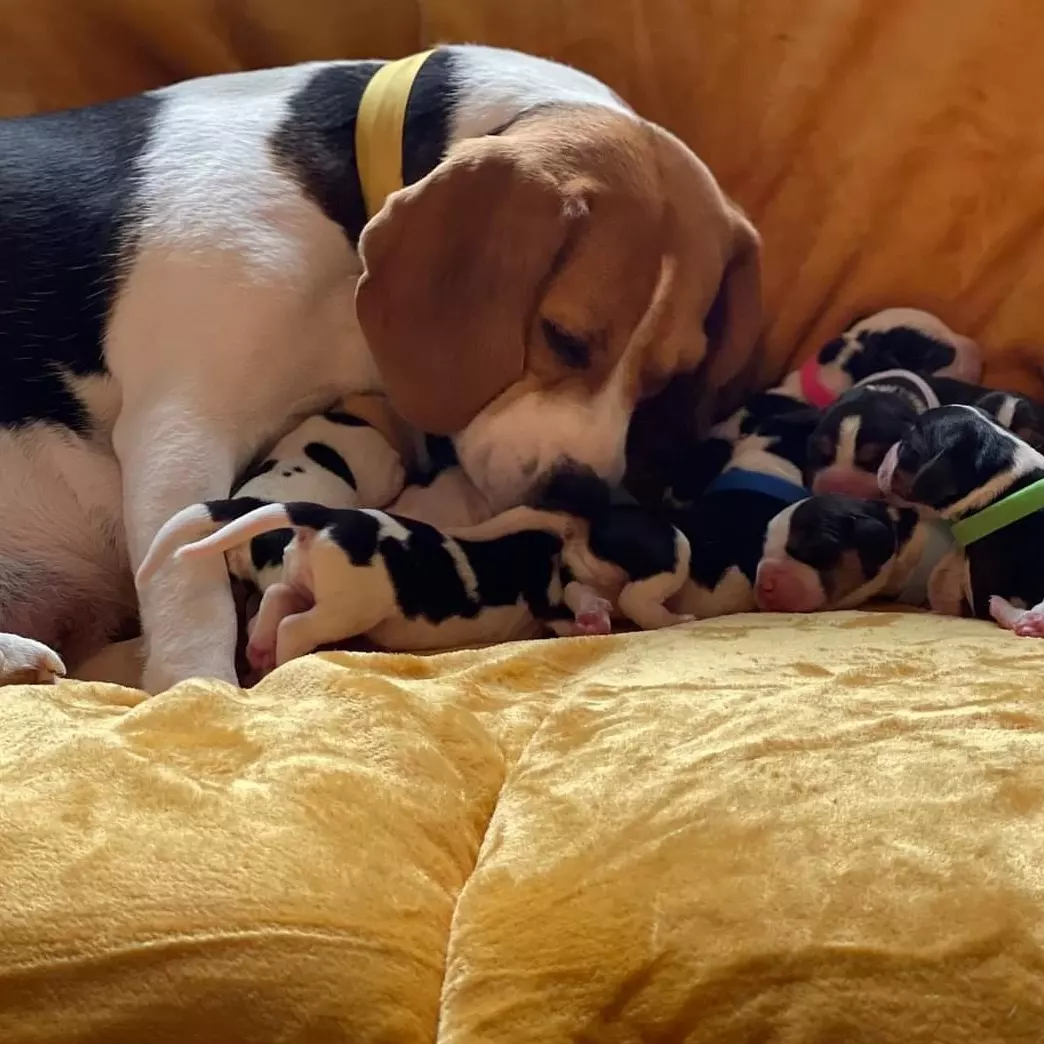 beagle puppy
