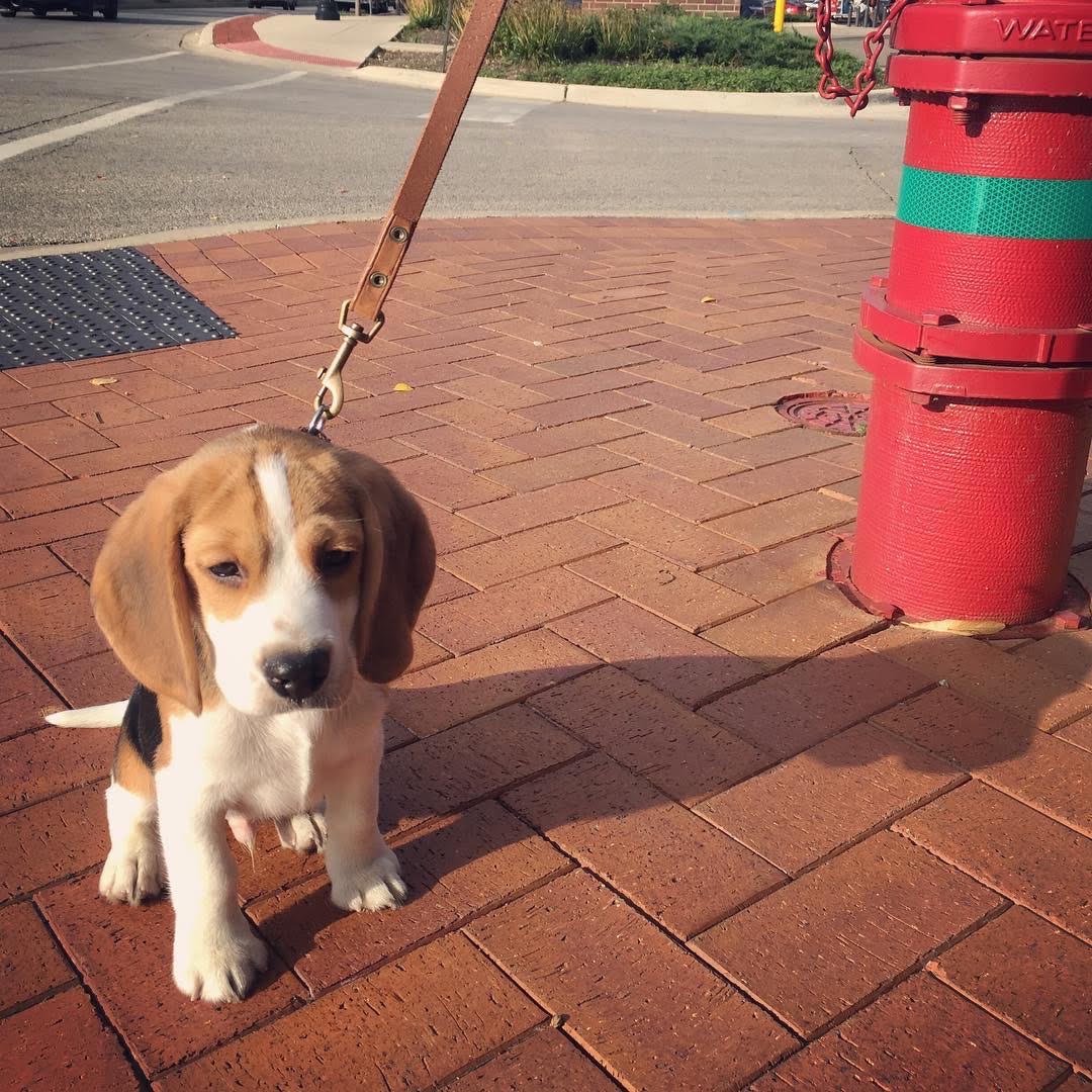 beagle puppy near me