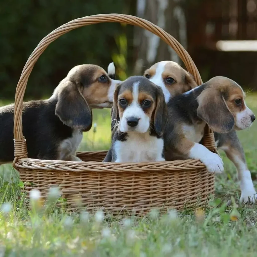 beagles puppies