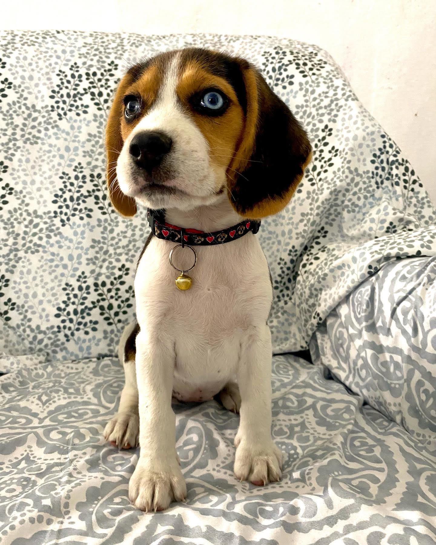 beagle for sale puppy