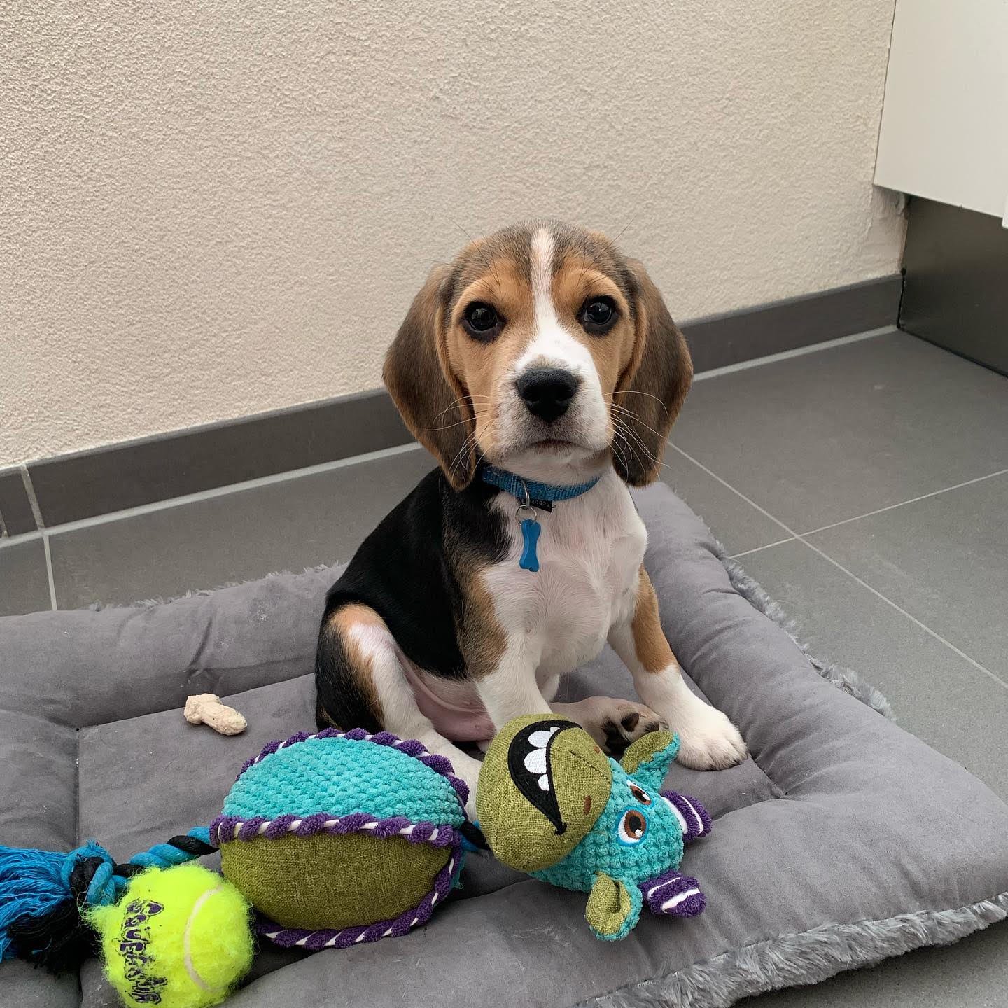 buy beagle puppy