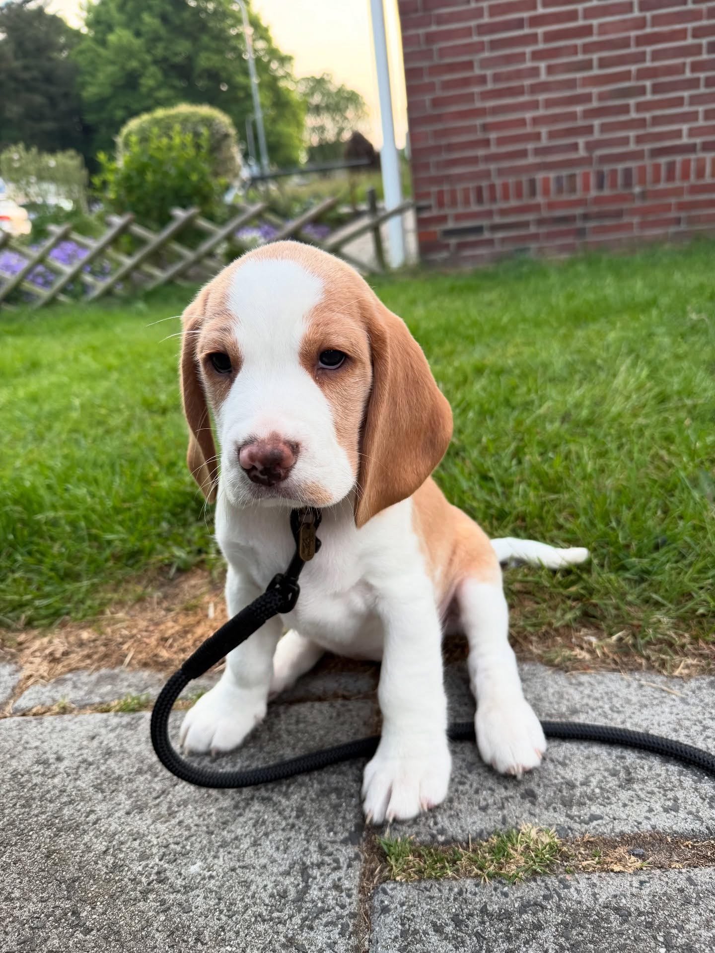 beagle puppy breeders