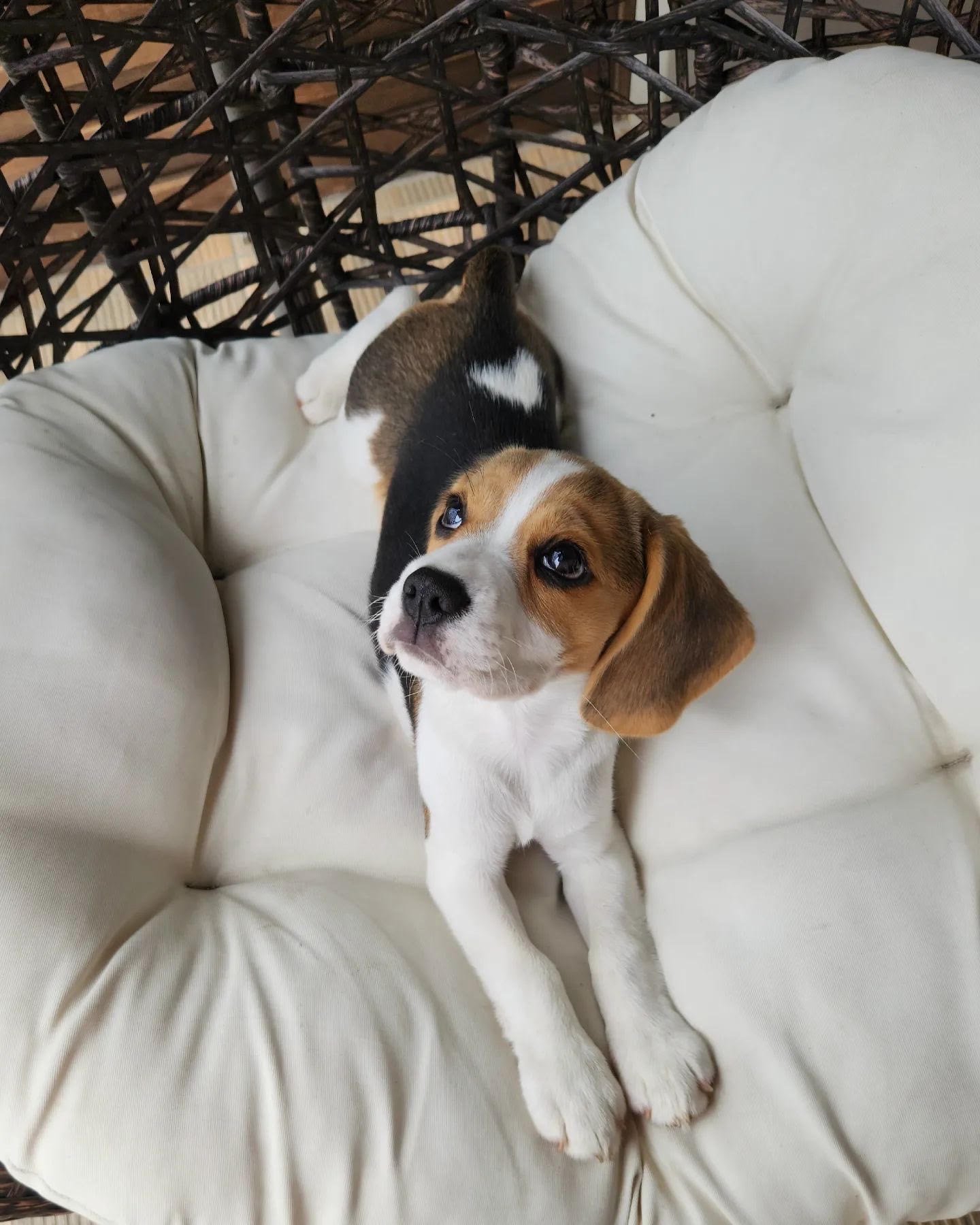 corgi beagle mix puppy