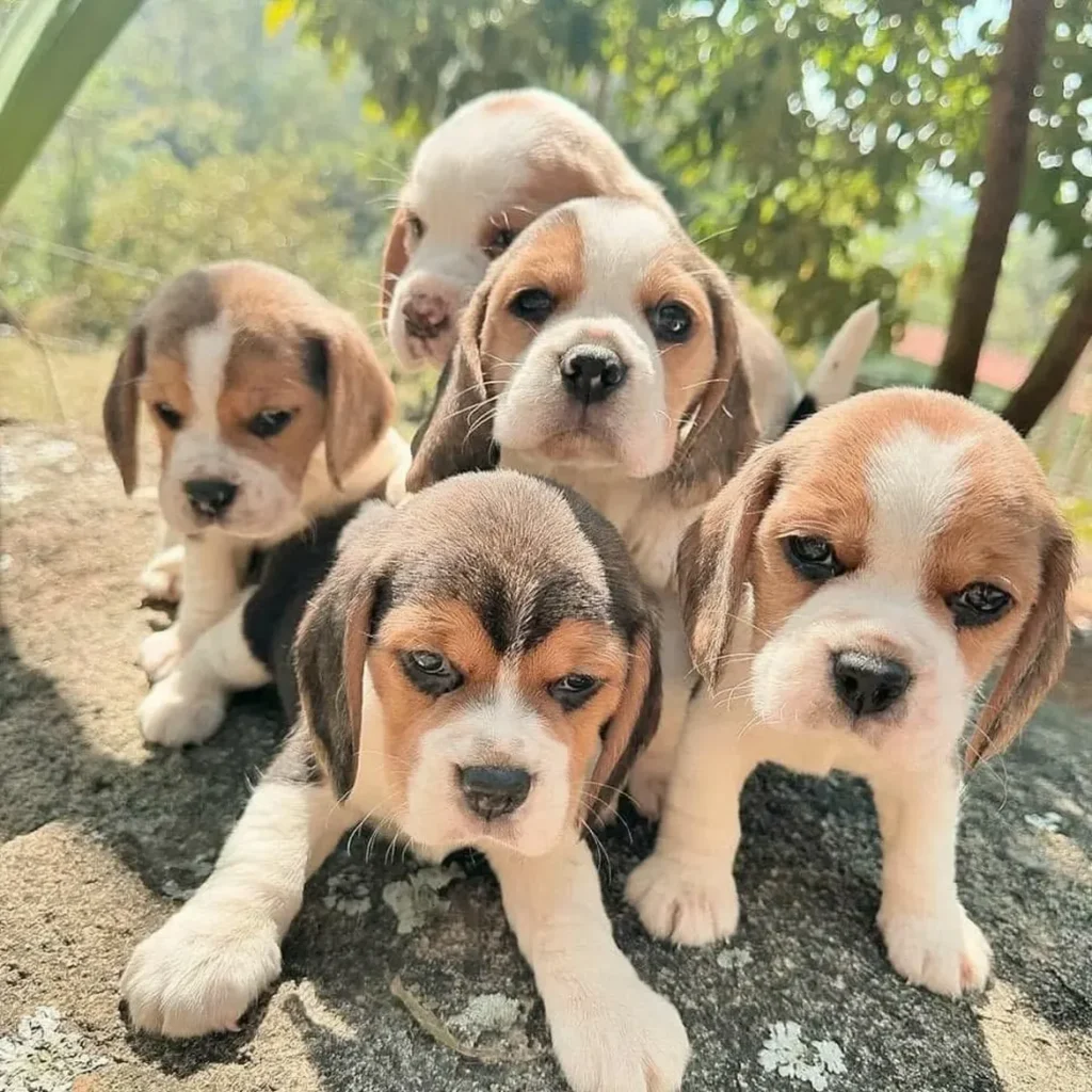 beagle puppies for sal