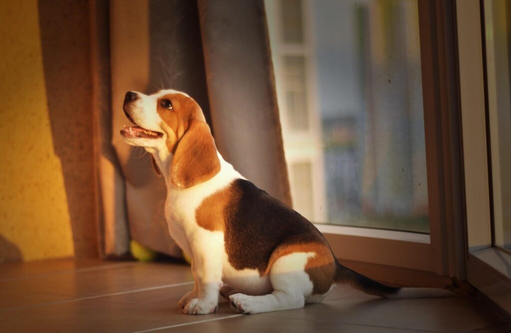 miniature beagle puppies