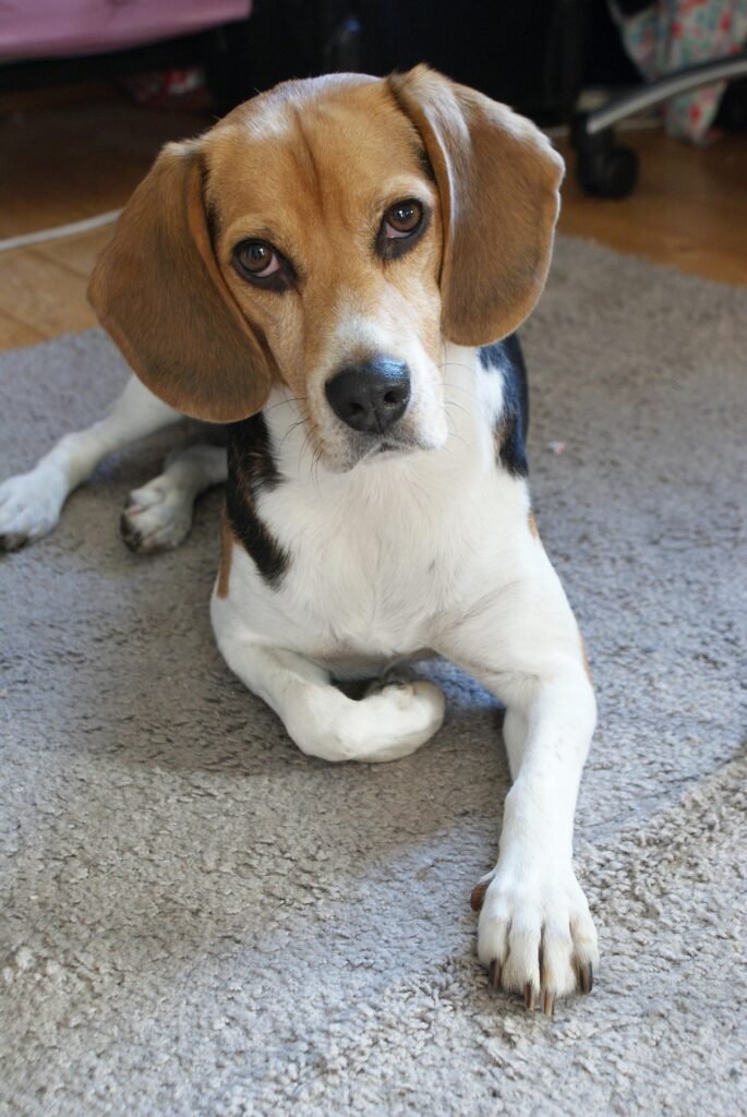 beagle puppy for sale near me